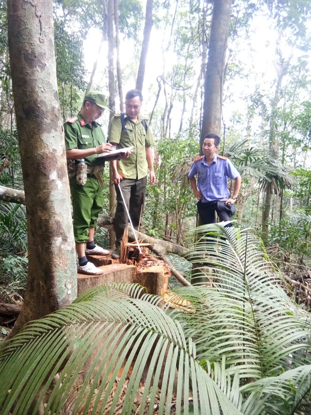 Tiếp cận “công trường” khai thác gỗ của lâm tặc trong rừng M’Đrắk