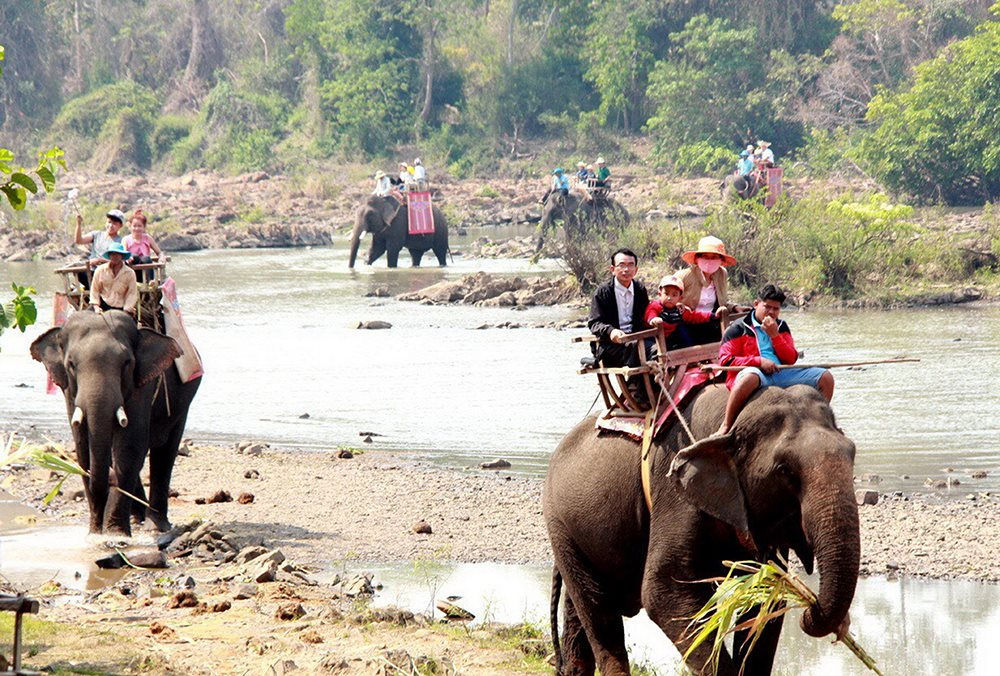 Nỗ lực cứu voi Tây Nguyên